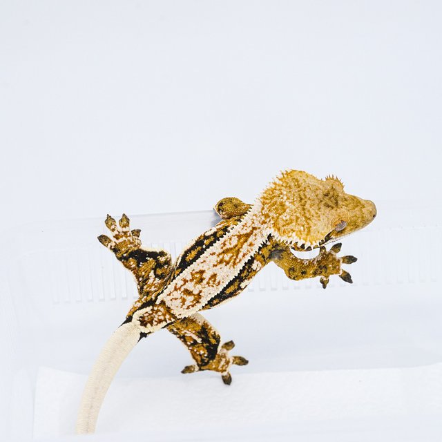 쿼드 핀스트라이프