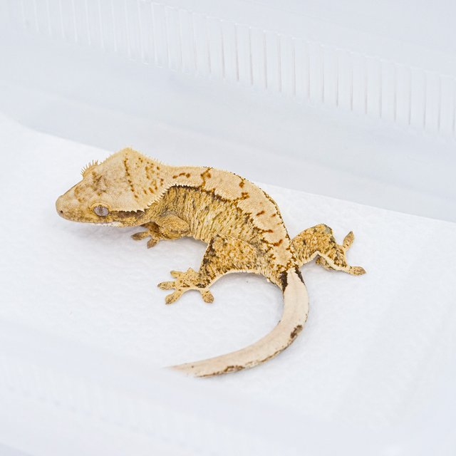 익스트림할리퀸