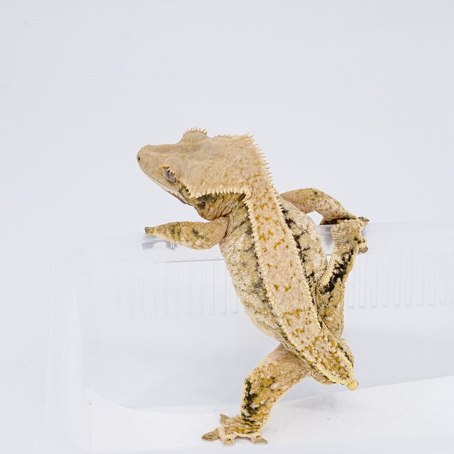 트라이 익스트림할리퀸