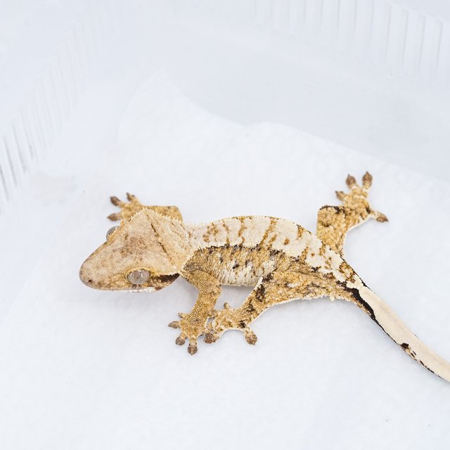 트라이 익스트림할리퀸