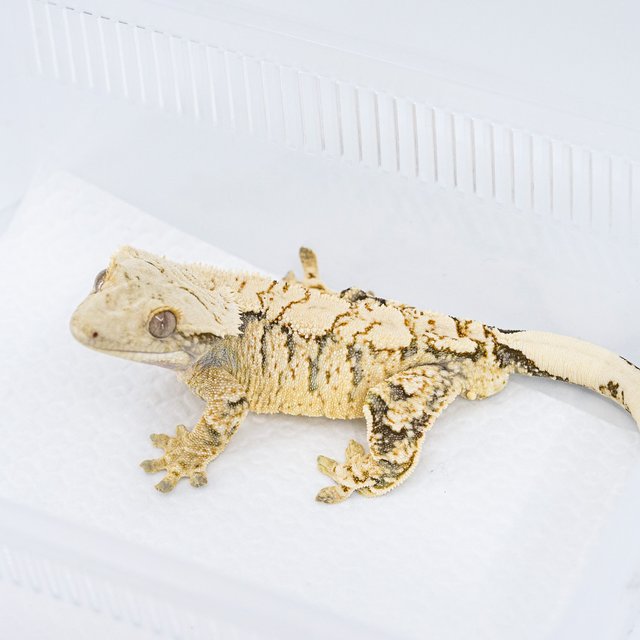 트라이 익스트림할리퀸