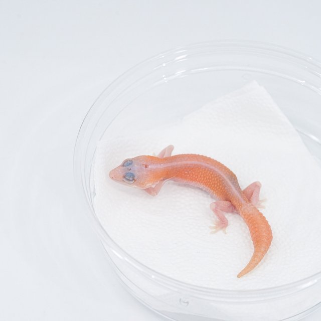 슈퍼 제로 아멜라니스틱