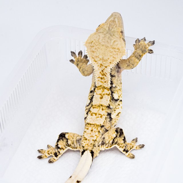 트라이 익스트림할리퀸