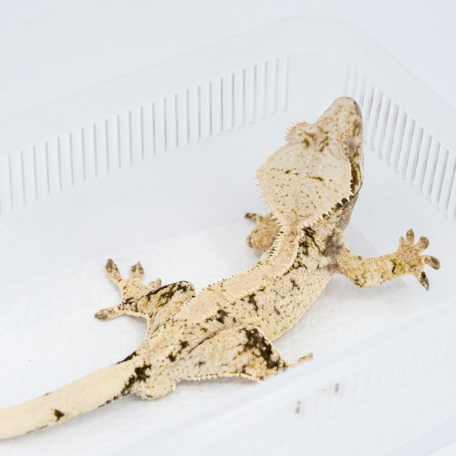 익스트림할리퀸