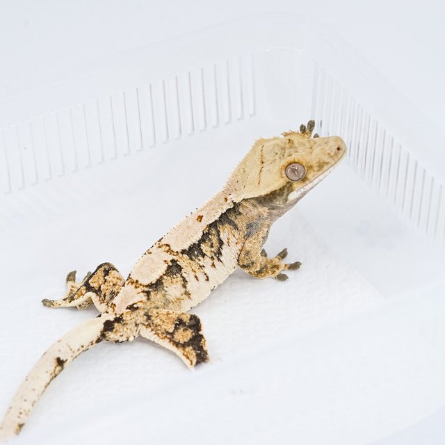 트라이 익스트림할리퀸