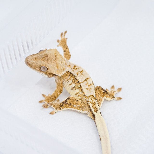 쿼드 핀스트라이프