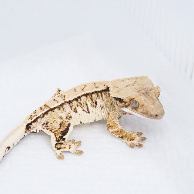 트라이 익스트림할리퀸