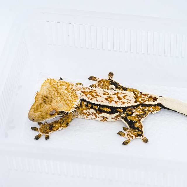 쿼드 핀스트라이프