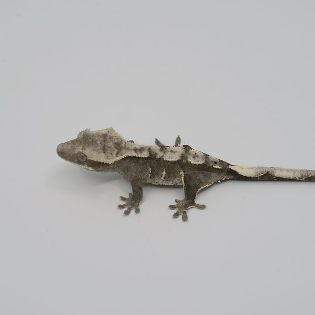 아잔틱