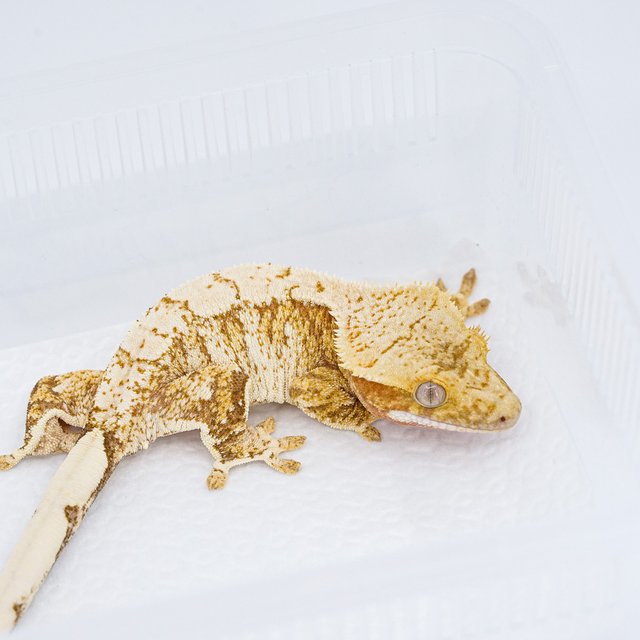 트라이 익스트림할리퀸