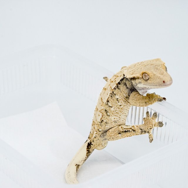 트라이 익스트림할리퀸