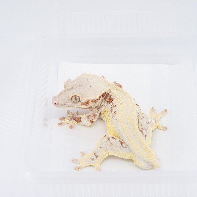 레드 릴리화이트