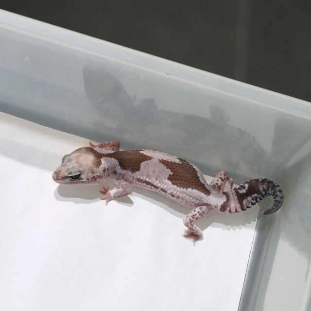 오레오 줄루