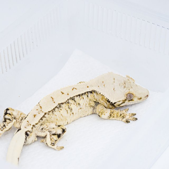 익스트림할리퀸