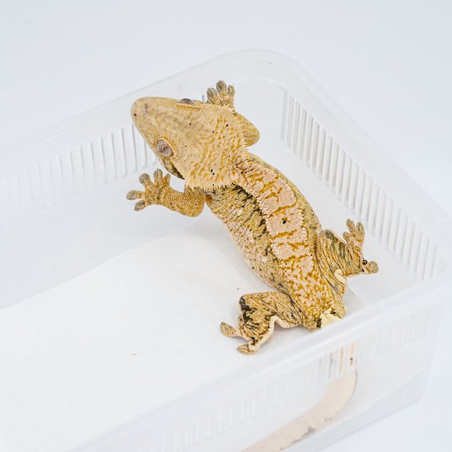 트라이 익스트림할리퀸