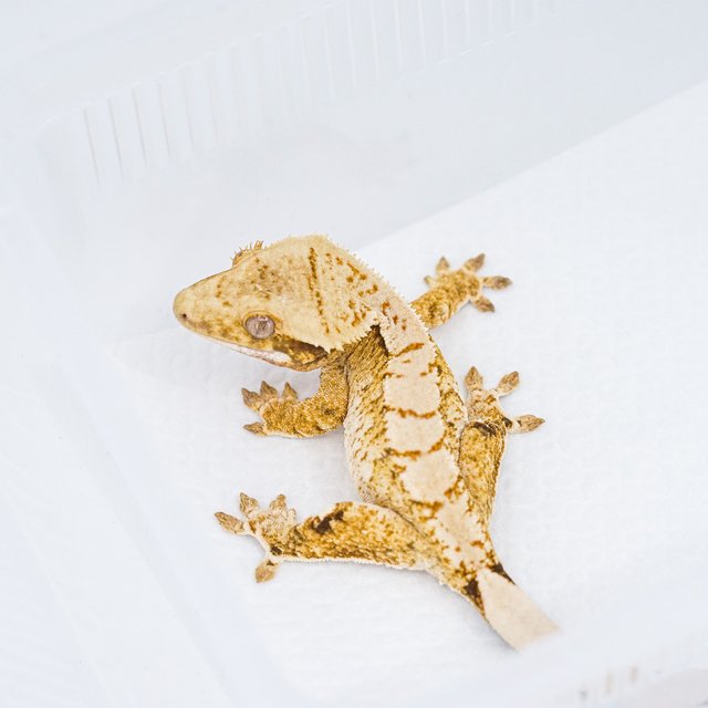 트라이 익스트림할리퀸