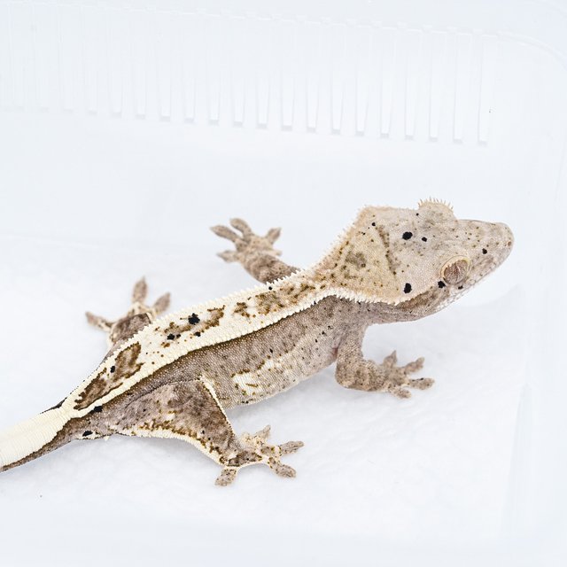 카푸치노 100%헷아잔틱