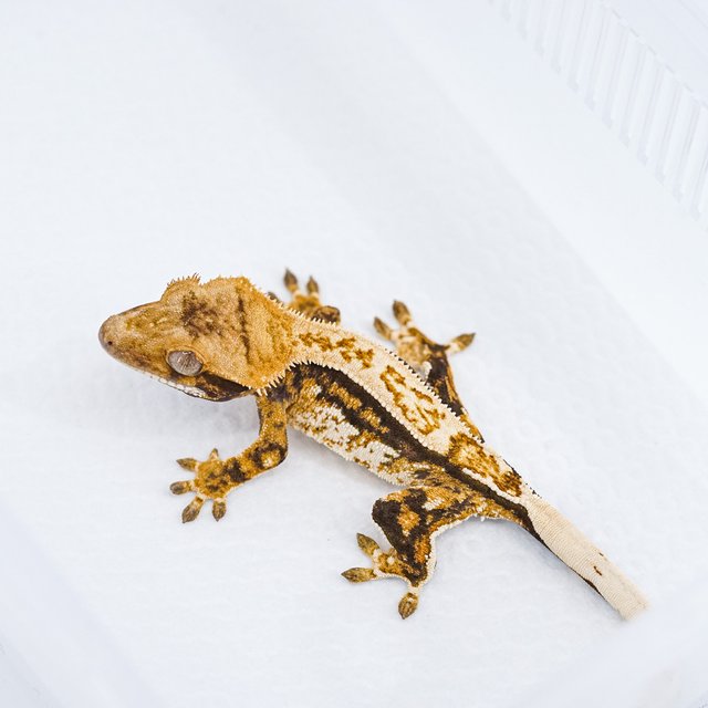 쿼드 핀스트라이프