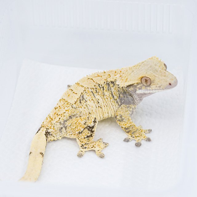 트라이 익스트림할리퀸