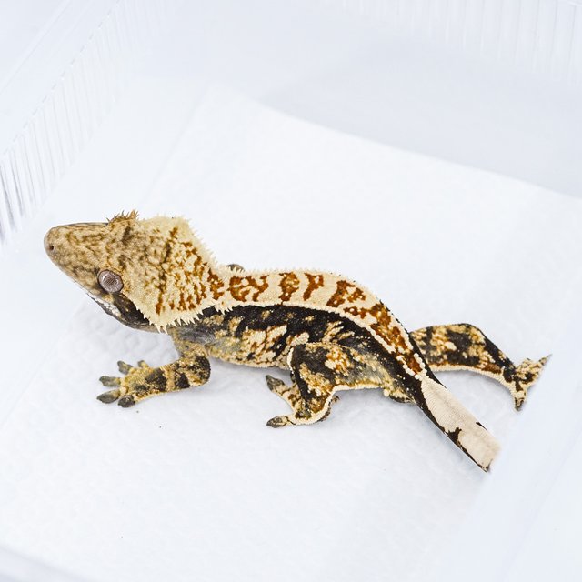 쿼드 핀스트라이프