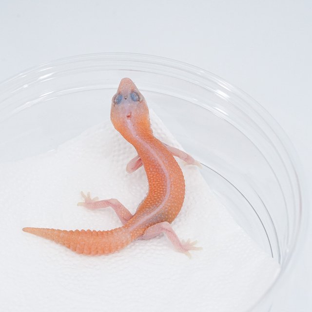 슈퍼 제로 아멜라니스틱