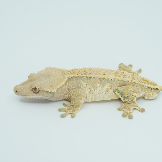 트라이 익스트림할리퀸