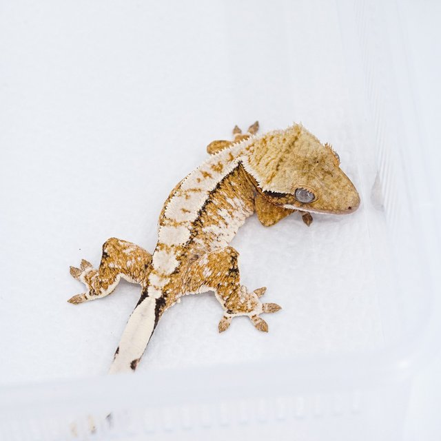 트라이 익스트림할리퀸