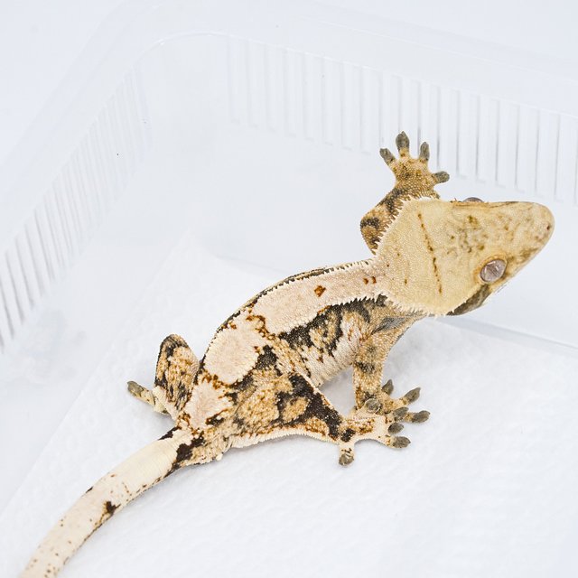 트라이 익스트림할리퀸