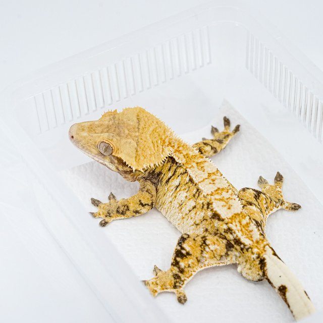 트라이 익스트림할리퀸