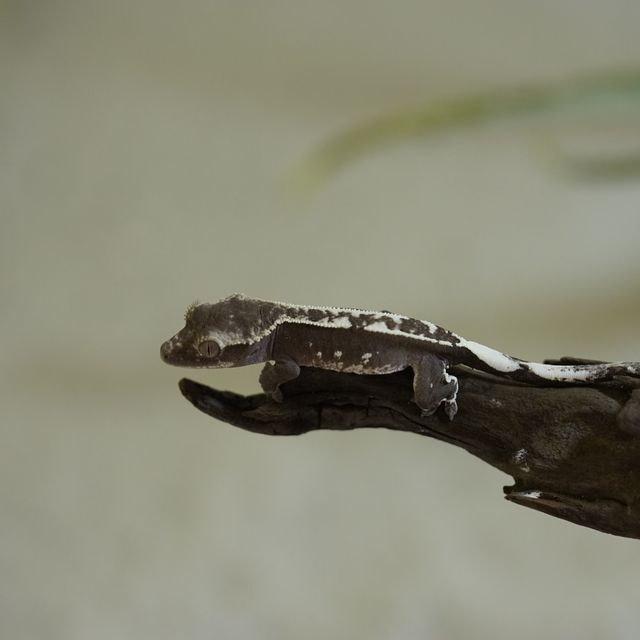 아잔틱