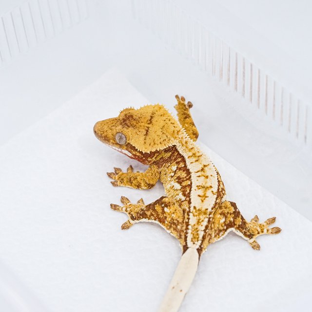 쿼드 핀스트라이프