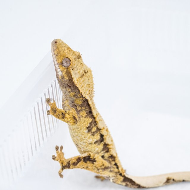 트라이 익스트림할리퀸