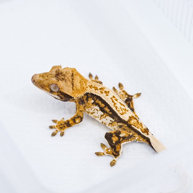 쿼드 핀스트라이프