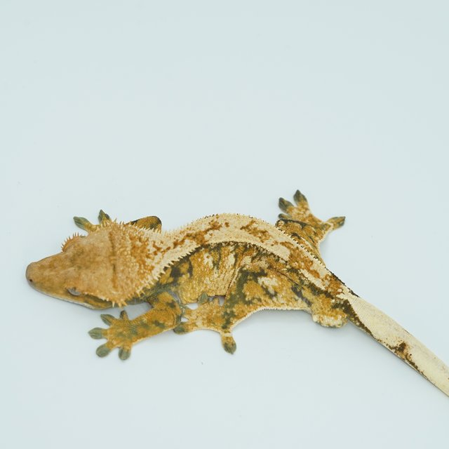 트라이 익스트림할리퀸