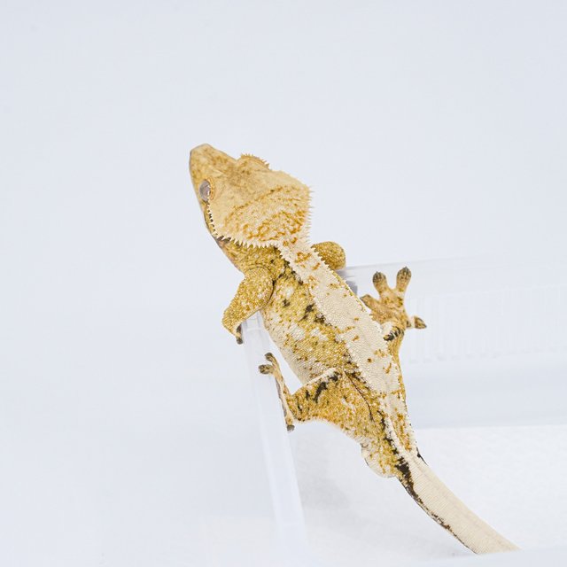 트라이 익스트림할리퀸