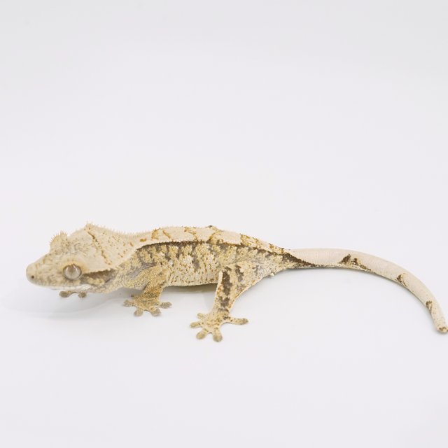 트라이 익스트림할리퀸