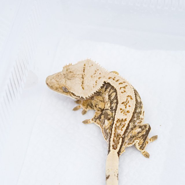 쿼드 핀스트라이프