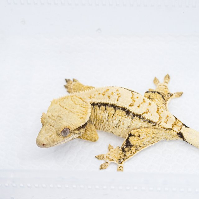 익스트림할리퀸