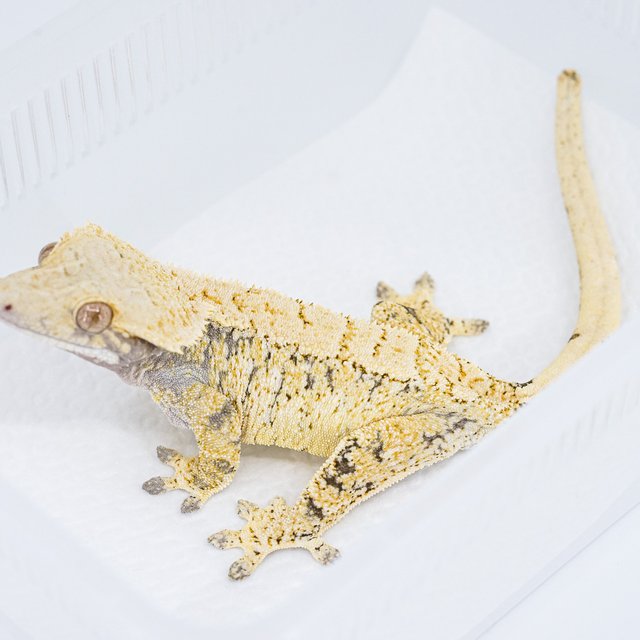 트라이 익스트림할리퀸