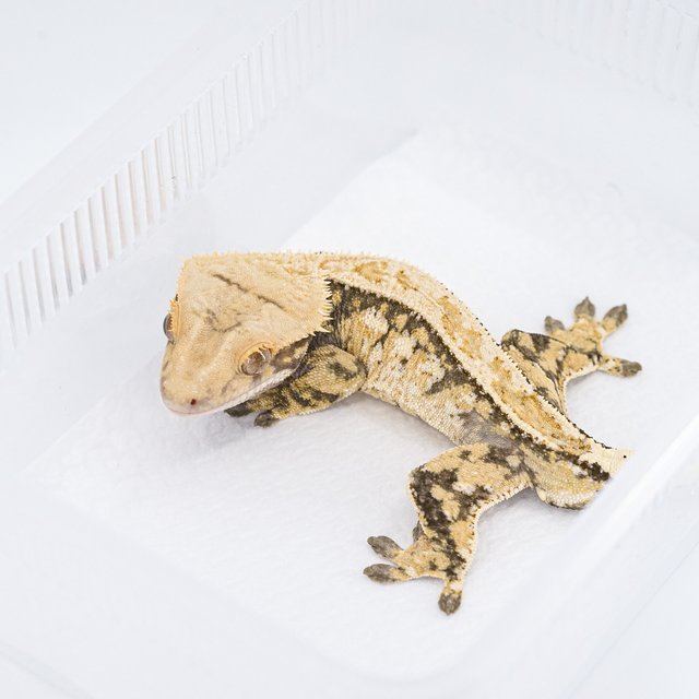 쿼드 핀스트라이프