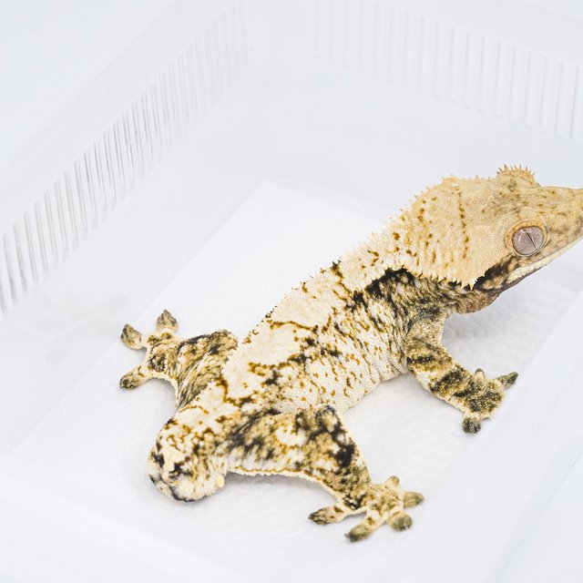 트라이 익스트림할리퀸