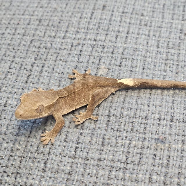 아잔틱