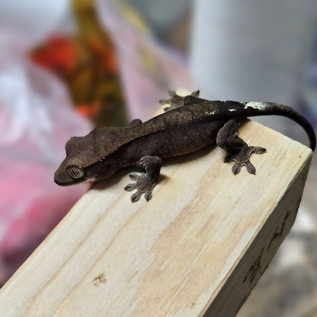 세이블