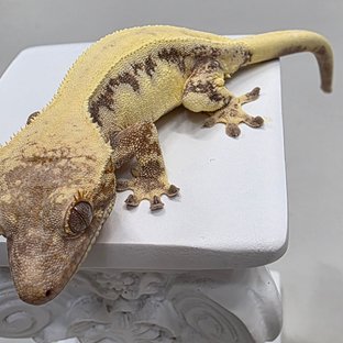 릴리 세이블 세이블