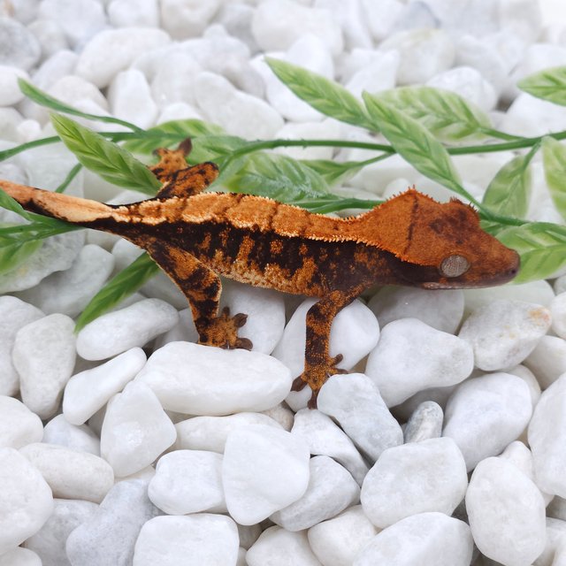 노멀 할리퀸 익스트림할리퀸 다크 텐저린