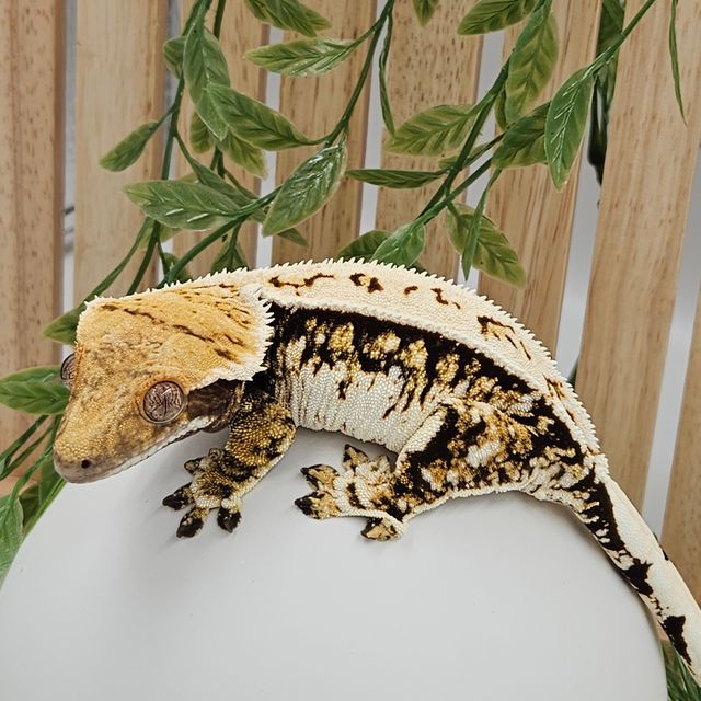 노멀 쿼드 풀핀 화이트스팟 화이트포트홀 텐저린