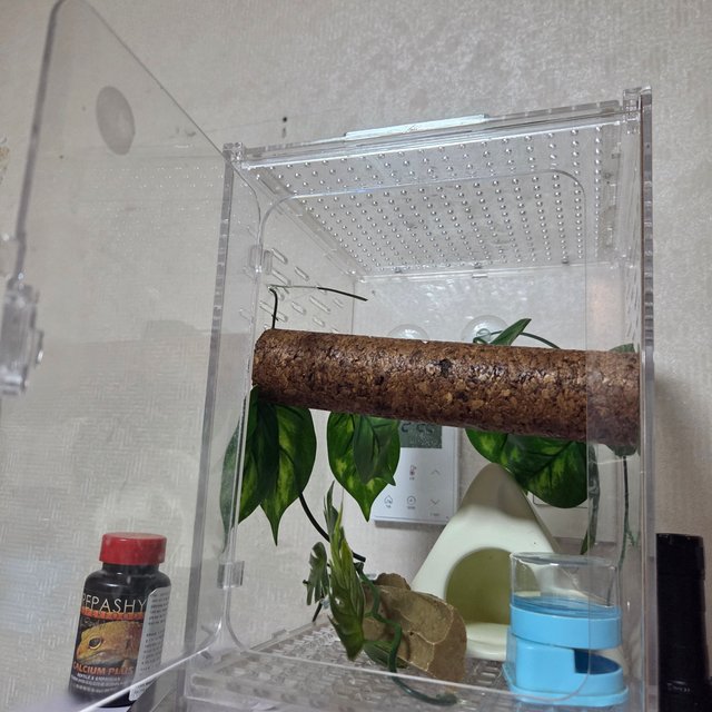 트라이 익스트림할리퀸