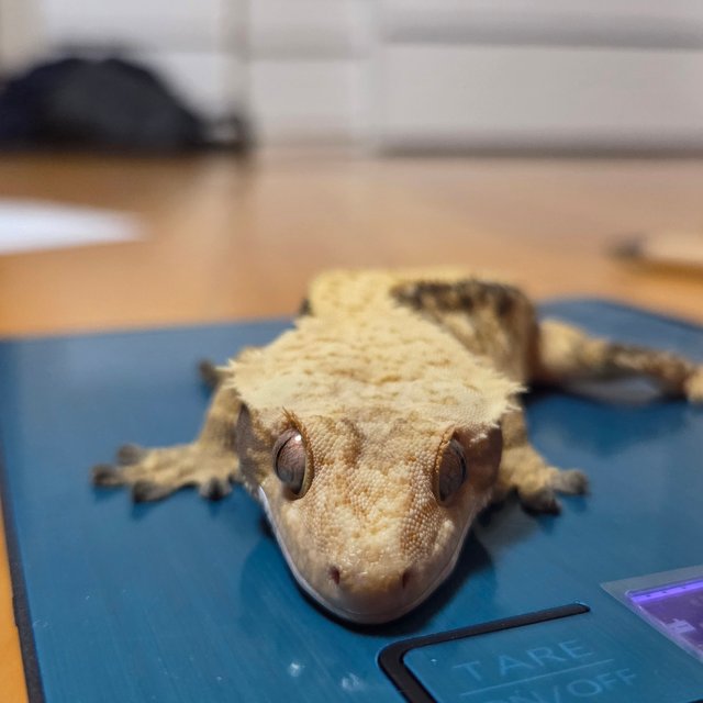 트라이 익스트림할리퀸