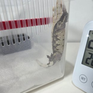 릴리화이트 익스트림할리퀸 화이트