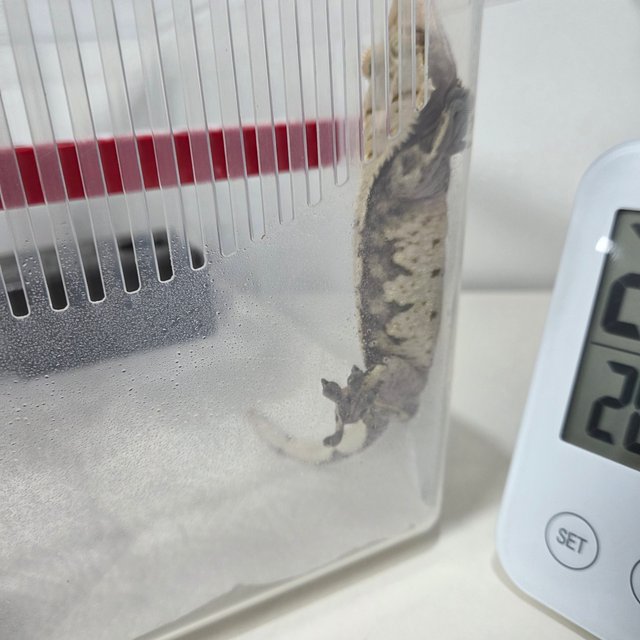 릴리화이트 익스트림할리퀸 화이트